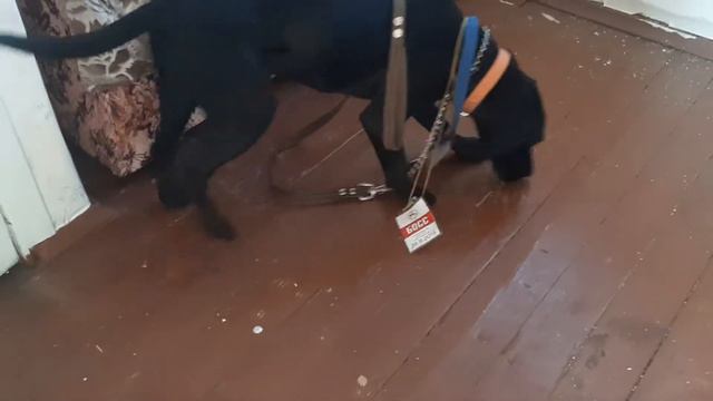 Chibo На Даче Синявино Утюг Ленин Marx200 Зоопарк Жил Был Пес Музей Пса