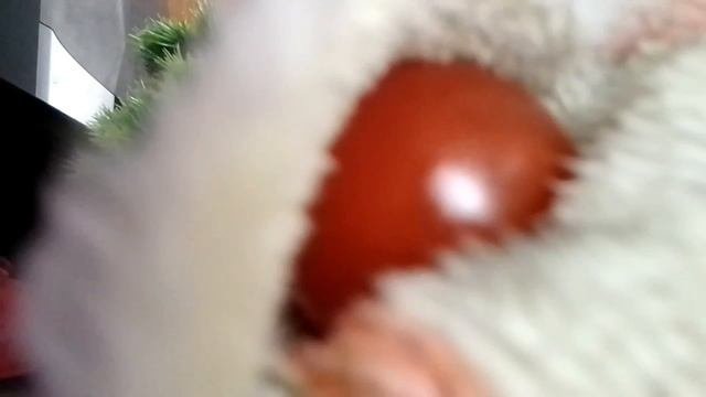 как ухаживать за своим помидором?
