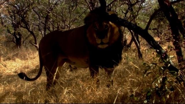 NATGEO Challenge! Wild Life - 3 - Puzzling Situation