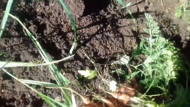 Урожай моркови и свеклы