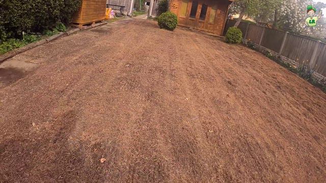 How to SCARIFY YOUR LAWN heavily (PART 2 of my lawn renovation)