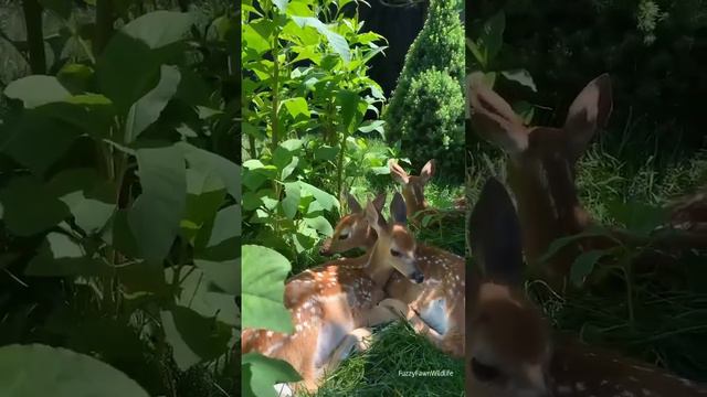 Доброе утро ☀️ 
Чудесного всем дня и прекрасного настроения 🌼🌼🌼