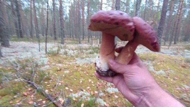 Белые грибы в красивом осеннем лесу.