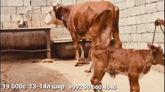 Гови гусоладори Симментал бо доставкаш 12 августа 2022