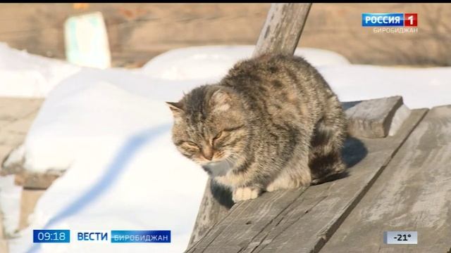 Право собственности. Законно ли построить два дома на одном участке?