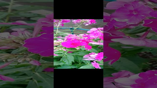 Красивые цветы в саду на клумбе за городом в Подмосковье на даче. Разные летние цветочки. серия 23