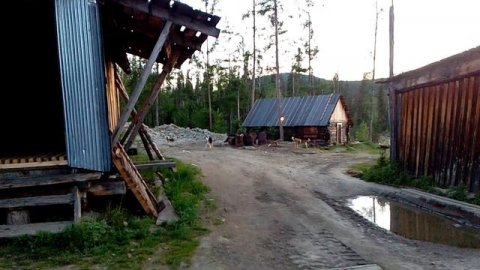 Медведь пришёл в столовую покушать