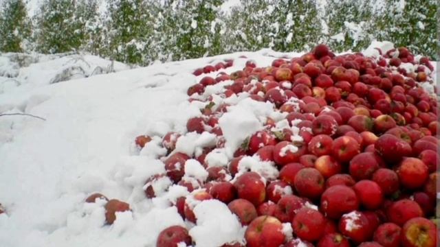Яблоки на снегу.