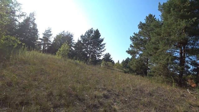 Сосны, снятые на Sony FDR-X3000 в 4К, 30 fps, 100 Мб/сек