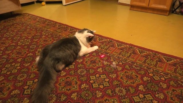 Новогодний подарок любимому коту. Мой кот в диком восторге