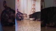 Любовь