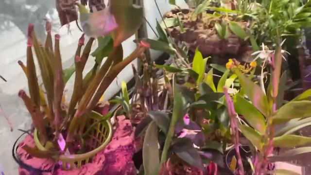 AN ORCHID A DAY EPISODE 415  NEW BLOOMS AND NEW PAPHIOPEDILUM