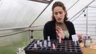 Potting up the Tomatoes | Seed Starting Honesty