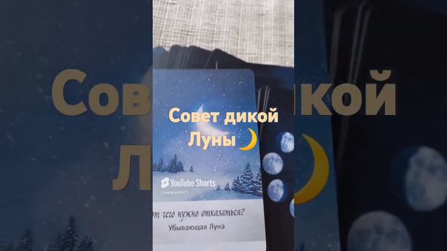 Совет дикой 🌙