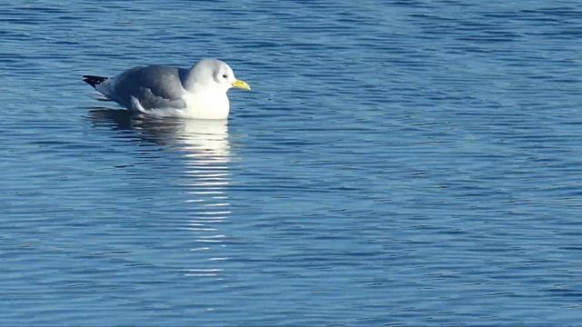 Не просто чайка! Моевка на Минском море / Black-legged kittiwake
