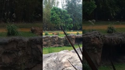 Cheatah show bush gardens tampa florida