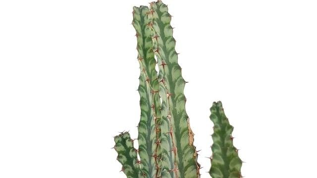 Euphorbia pseudocactus