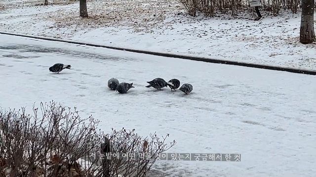 (sub) 30대 미혼 + 17살 시각장애견 케어, ootd, 명동 몰또, 디저트 투어 일상