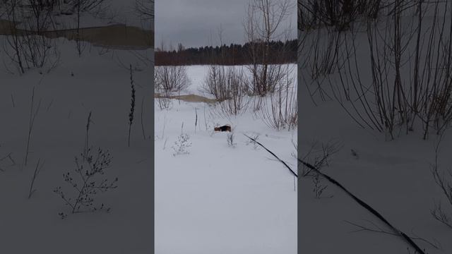 Четвероногий друг в поиске приключения на свою ж...