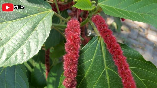 MANFAAT BUNGA EKOR KUCING UNTUK KESEHATAN | Acalypha hispida #tanamanekorkucing
