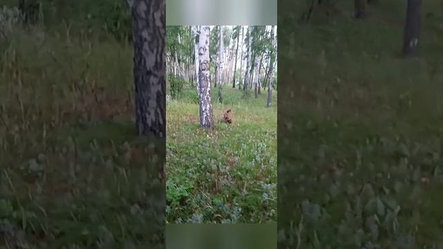 лето в лесу