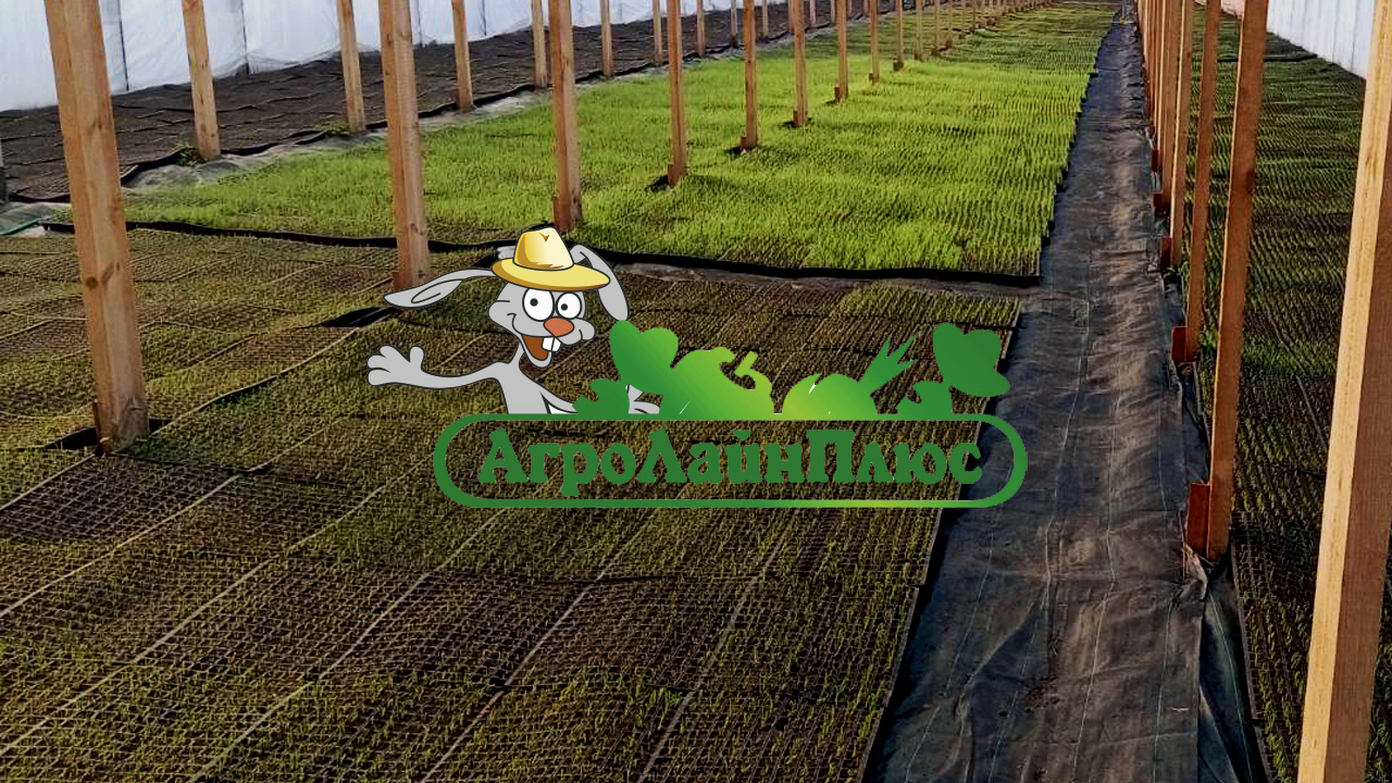 АгроЛайнПлюс - Начало высадки капусты (2024)