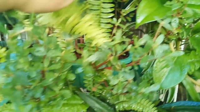 Vlog #17: Vertical garden update for February (February 7, 2021)