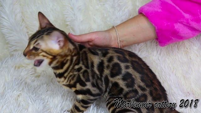 СВОБОДНА/AVAILABLE KARAMELKA Murbenmir / bengali girl SALE
