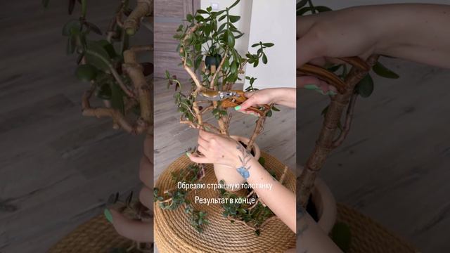 Обрезка убогой крассулы с Авито. Обрезка денежного дерева.