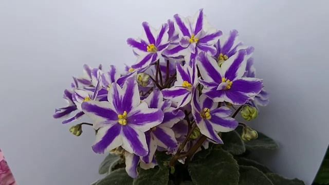 Сенполия Humako Mandy Humako химера