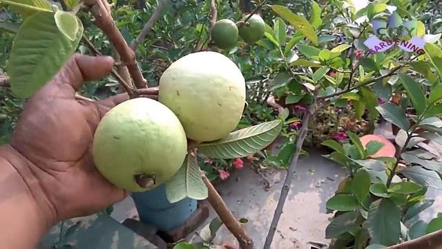 How to grow big guavas in a pot Psidium Guajava (Amrud) in pots.mp4
