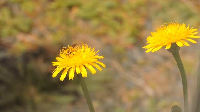 Solitary bee on Hypochaeris