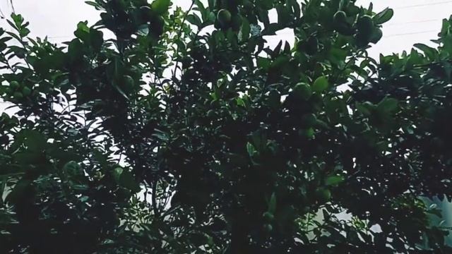 Diário de dieta e Super chá SB #7