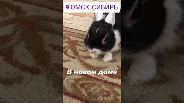 VID_31701101_173441_793(1)