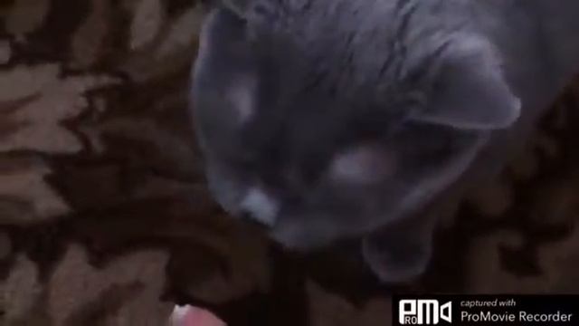 Проверяем на кошке качество сливочного масла)