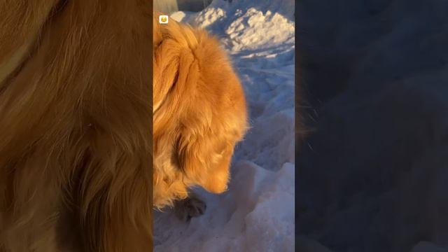 Пушистое Солнышко))🐾🐾🐾#животные #собака #собачки #собаки #doglovers #labrador #dog