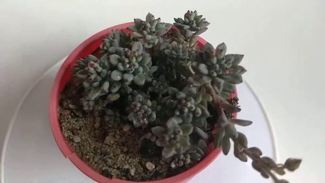GRAPTOPETALUM PACHYPHYLLUM BLACKBERRY, succulent plant