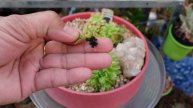 HOW FAST DO RARE SUCCULENTS GROW | One Year Update