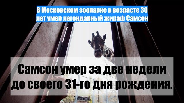 В Московском зоопарке в возрасте 30 лет умер легендарный жираф Самсон