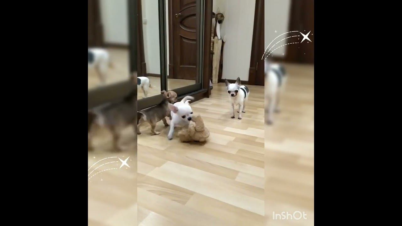 #чихуахуа  #красивыечихуахуа #питомникчихуахуа