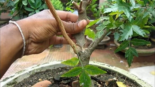 Neem bonsai  How to make a bonsai tree