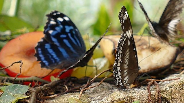 Relaxing Nostalgic Piano Music Violin and Duduk for Studying, Sleeping, Background Music Butterflie