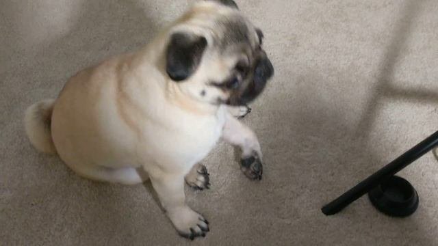 Philomena the Pug giving some late night sass about not having enough cheese.