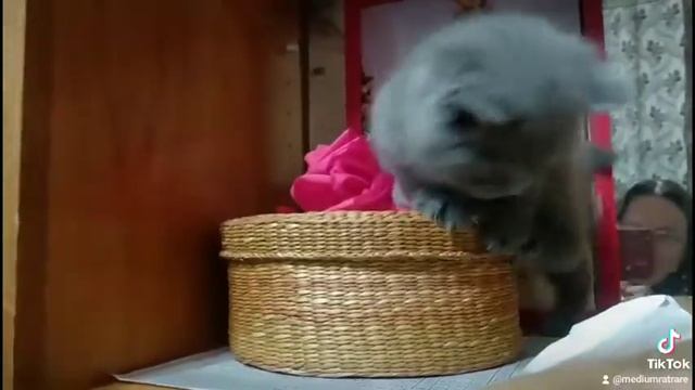 Британский котёнок, первый день дома