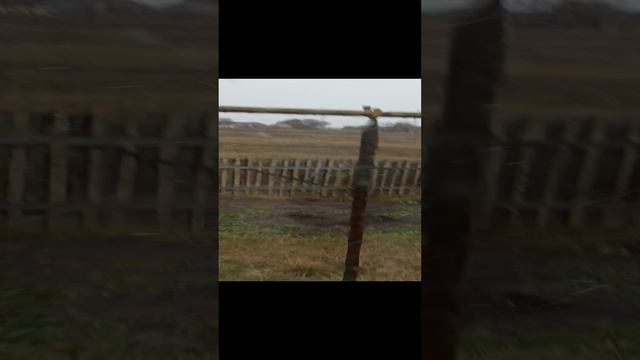 снег!