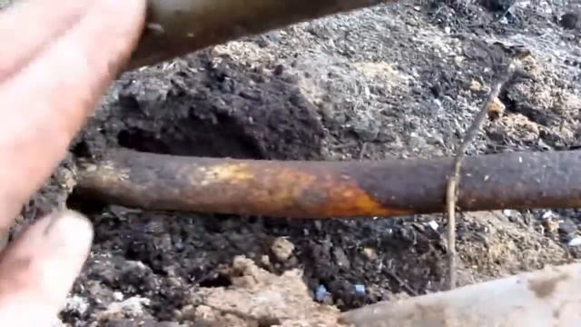 Раскрытие инжира после зимы