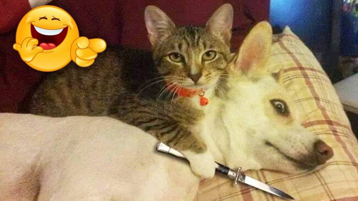 Самые смешные кошки и собаки 2024 года 😸🐶