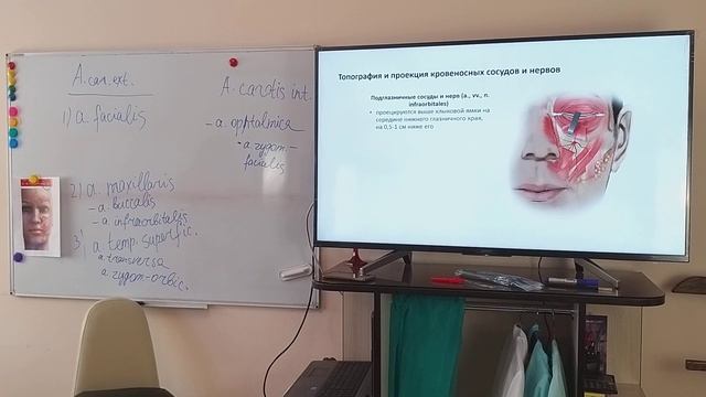ОПАСНЫЕ ЗОНЫ(фрагмент). Находим инфраорбитальное  отверстие.