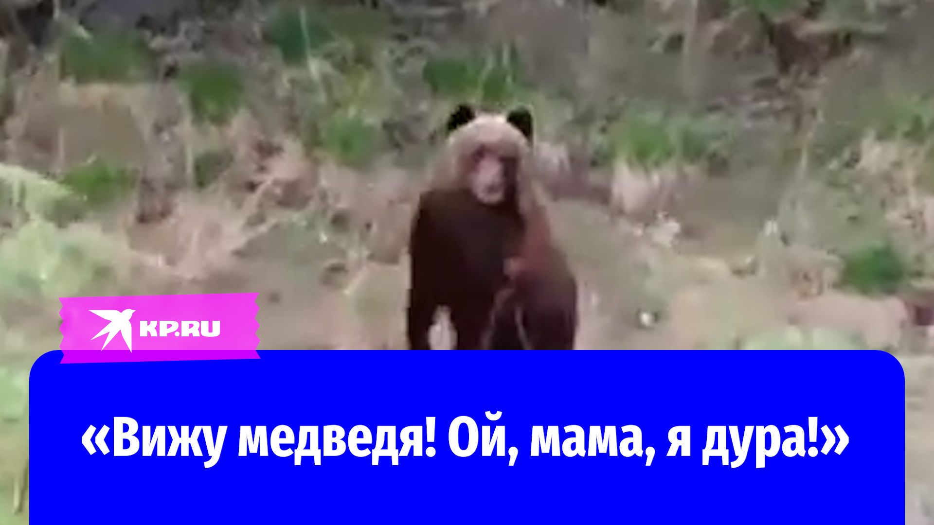 В Красноярском крае женщина сняла на видео гуляющего у деревни медведя