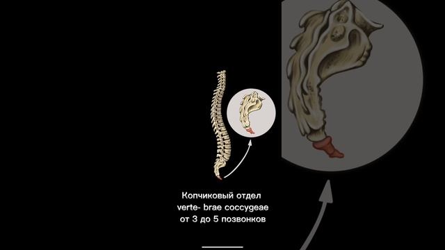 Позвоночный столб